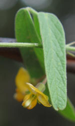 Texas Snoutbean, Rhynchosia senna var. texana (2)