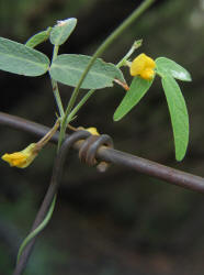 Texas Snoutbean, Rhynchosia senna var. texana (3)