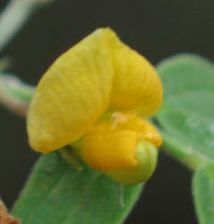 Texas Snoutbean, Rhynchosia senna var. texana (4)