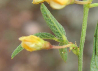 Texas Snoutbean, Rhynchosia senna var. texana (5)