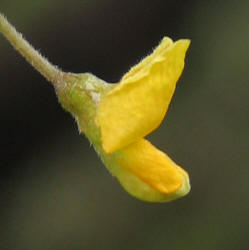 Texas Snoutbean, Rhynchosia senna var. texana