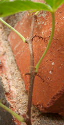 Virginia Creeper, Parthenocissus quinquefolia (2)