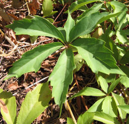 Virginia Creeper, Parthenocissus quinquefolia (6)