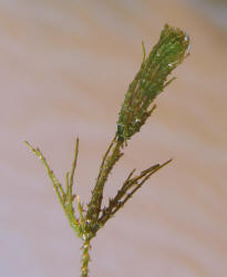 Muskgrass, Chara sp (2)