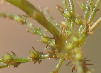 Muskgrass, Chara sp (4)