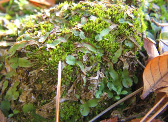 za 1, Liverwort, Asterella sp, VZ (1)