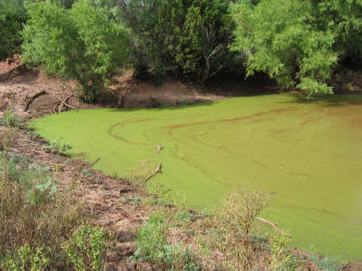 za 5 algae in pond (1)