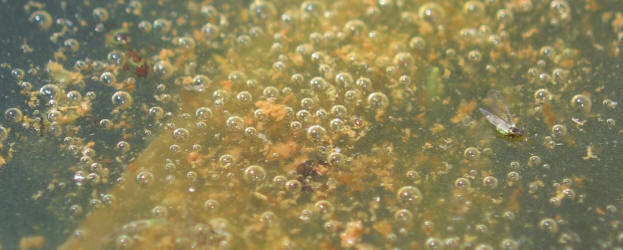 za 5 algae in trouph