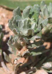 Bighead Pygmycudweed, Evax prolifera (3)