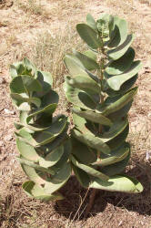 Broadleaf Milkweed, Asclepias latifolia (1)