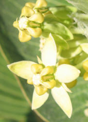 Broadleaf Milkweed, Asclepias latifolia (14)