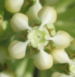 Broadleaf Milkweed, Asclepias latifolia (7)