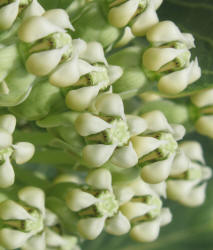 Broadleaf Milkweed, Asclepias latifolia (8)