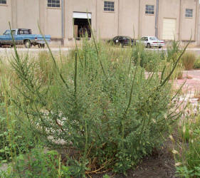 Carelessweed, Amaranthus palmeri (2)