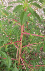 Carelessweed, Amaranthus palmeri (5)
