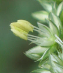 Carelessweed, Amaranthus palmeri (9)