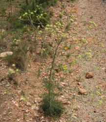Chalk Hill Hymenopappus, Hymenopappus tenuifolius (15)