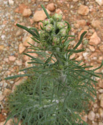Chalk Hill Hymenopappus, Hymenopappus tenuifolius (5)