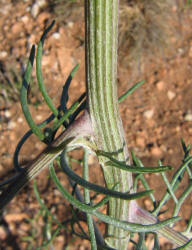 Chalk Hill Hymenopappus, Hymenopappus tenuifolius (8)
