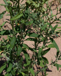 Desert Goosefoot, Chenopodium pratericola (1)