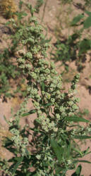 Desert Goosefoot, Chenopodium pratericola (2)