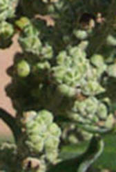 Desert Goosefoot, Chenopodium pratericola (3)