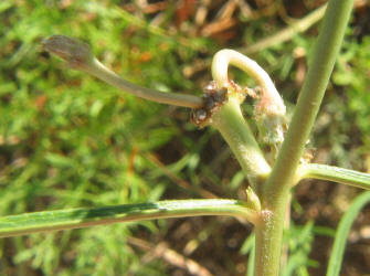 Engelmann's Milkweed, Asclepias engelmanniana (1)
