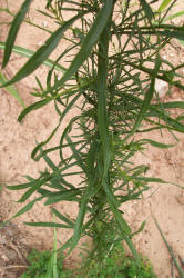 Horseweed, Conyza candensis (1)