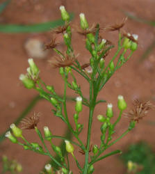 Horseweed, Conyza candensis (2)
