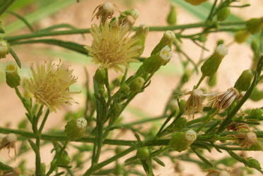 Horseweed, Conyza candensis (3)