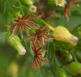 Horseweed, Conyza candensis (4)
