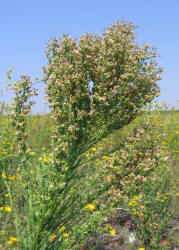 Horseweed, Conyza candensis (5)