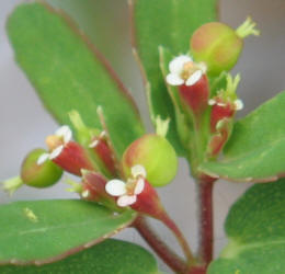 Hyssop Leaf Spurge, Chamaesyce hyssopifolia (1)
