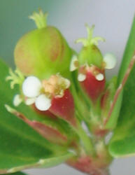 Hyssop Leaf Spurge, Chamaesyce hyssopifolia (2)