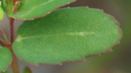 Hyssop Leaf Spurge, Chamaesyce hyssopifolia (3)