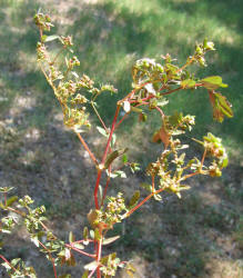 Hyssop Leaf Spurge, Chamaesyce hyssopifolia (6)