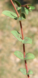 Hyssop Leaf Spurge, Chamaesyce hyssopifolia (7)