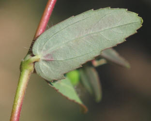 Hyssop Leaf Spurge, Chamaesyce hyssopifolia (8)