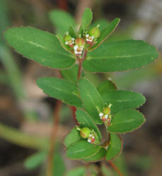 Leaf Spurge, Chamaesyce hyssopifolia