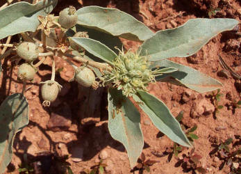 Leatherweed Croton, Croton pottsii