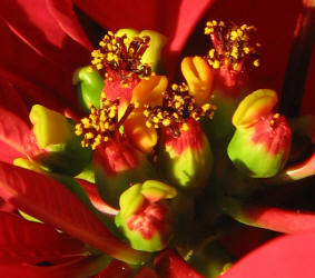 Poinsettia, Euphorbia pulcherrima (4)