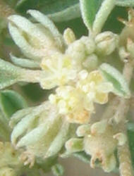 Prairie Tea, Croton monanthogynus, B (1)