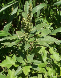 Redroot Pigweed, Amaranthus retroflexus