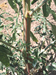 Roughfruit Amaranth, Amaranthus tuberculatus (1)