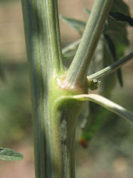 Roughfruit Amaranth, Amaranthus tuberculatus (2)