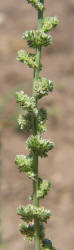 Roughfruit Amaranth, Amaranthus tuberculatus (7)