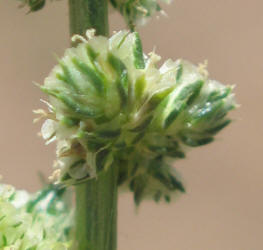 Roughfruit Amaranth, Amaranthus tuberculatus (9)