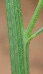 Sandhill Amaranth, Amaranthus arenicola (3)