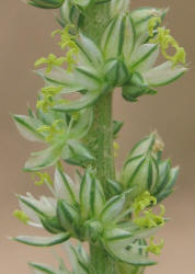 Sandhill Amaranth, Amaranthus arenicola (5)