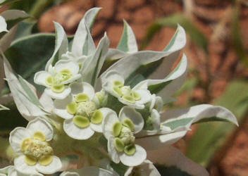 Snow-on-the-Mountain, Euphorbiaceae marginata (1)
